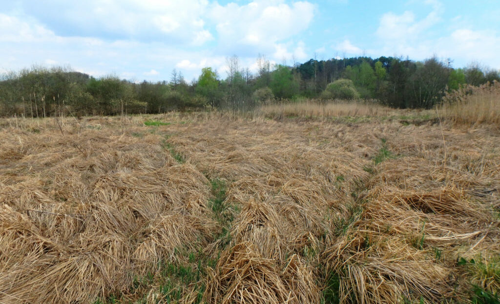 les-zones-humides-au-Berval-1024×768